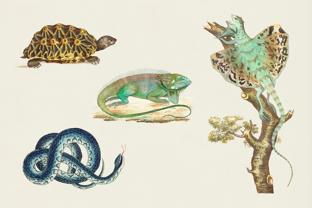 Psd reptile colorful stickers vintage set