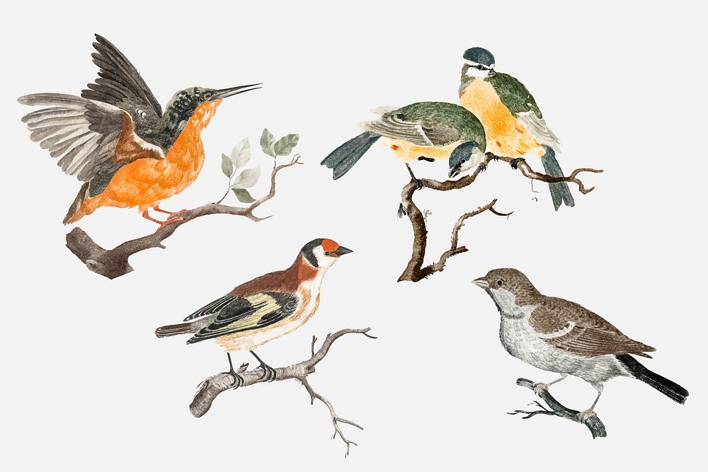 Hand drawn bird vector vintage illustration set