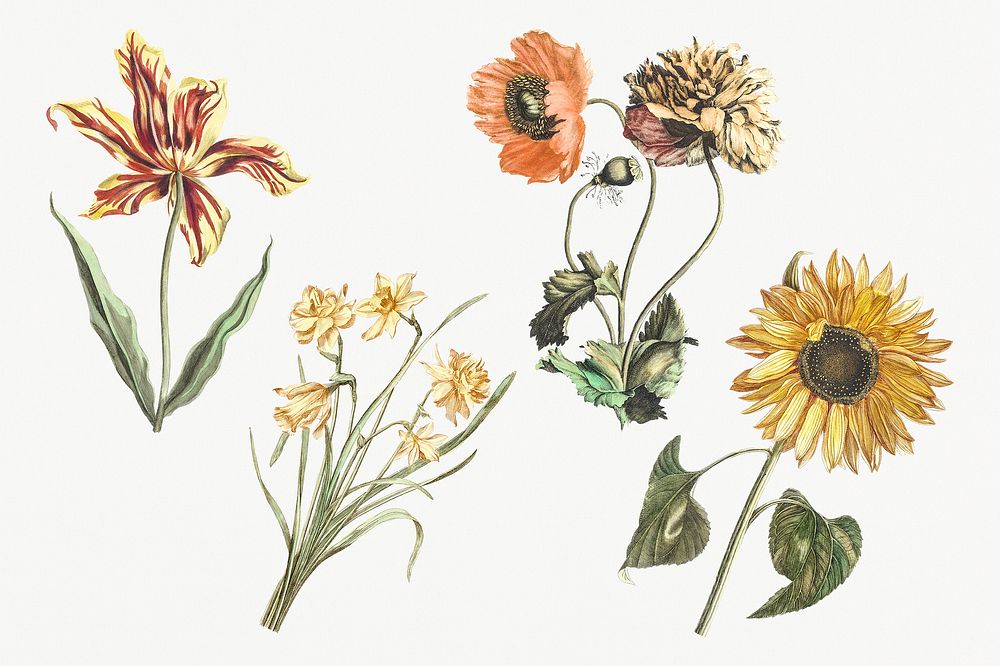 Vintage flower psd hand drawn illustration set