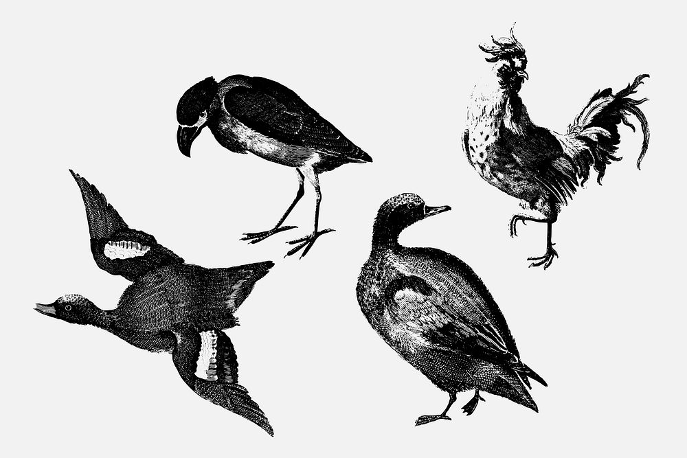 BW duck and bird vector animal vintage hand drawn illustration