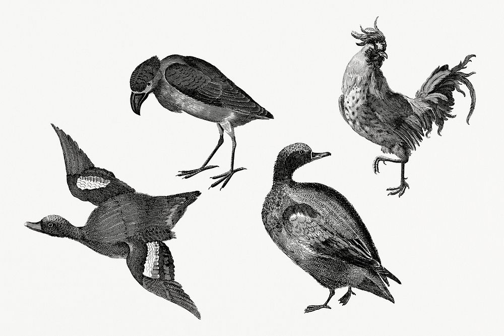 BW duck and bird psd animal vintage hand drawn illustration