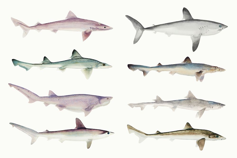 Vintage drawing sharks illustration set
