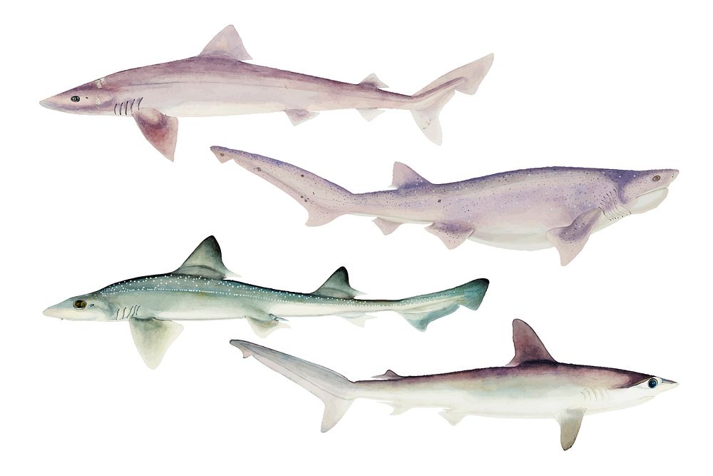Sharks marine life vector antique illustration set