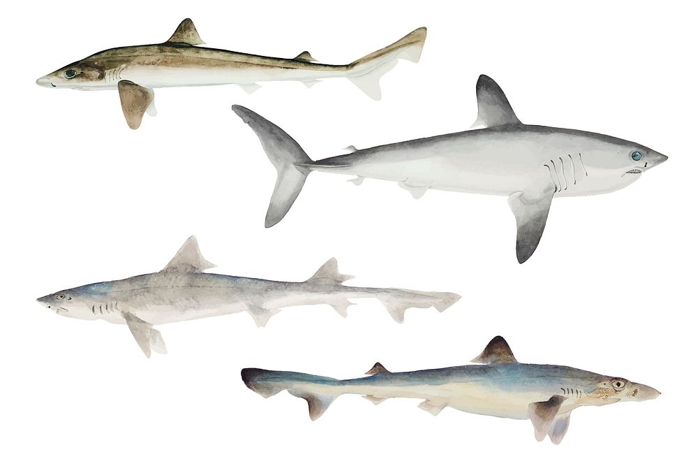 Sea creature sharks vector vintage mixed clipart illustration