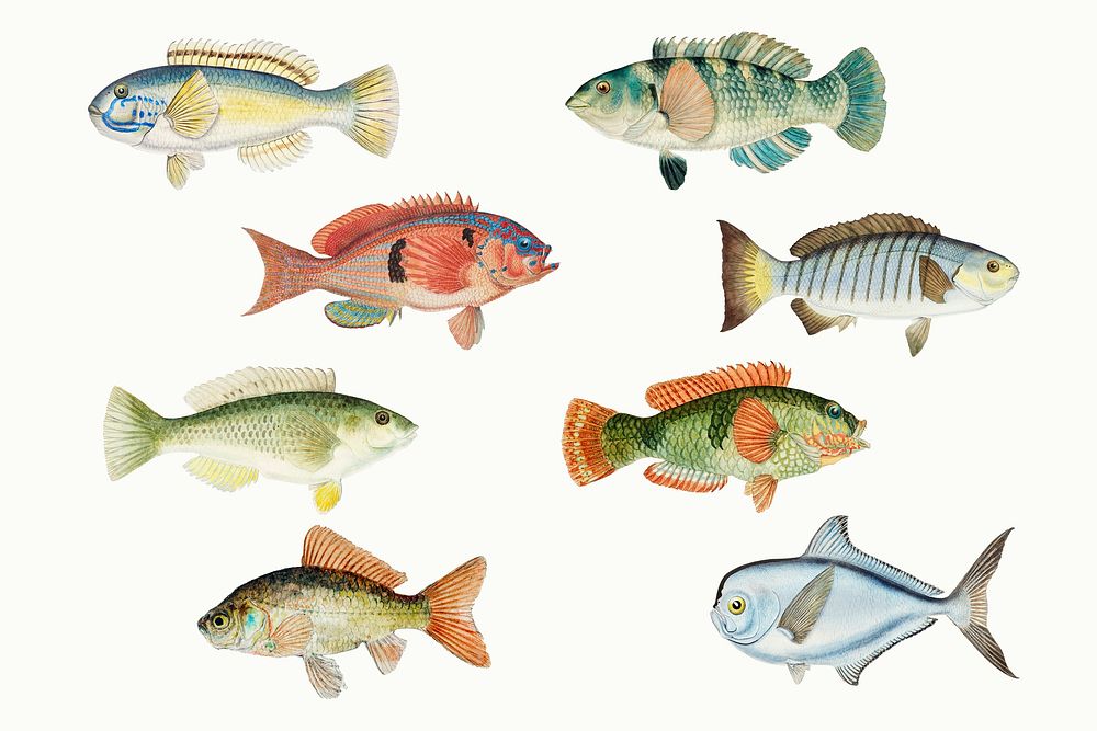 Colorful fish sea animal vintage illustration pack