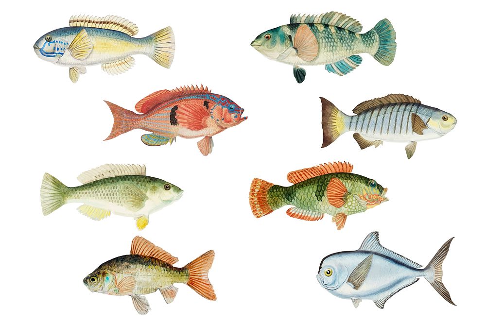 Vintage fish drawing vector sea animal colorful illustration set