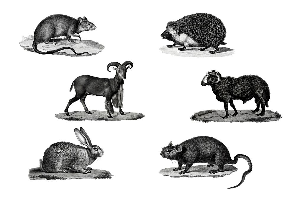 Vintage animals vector illustration set