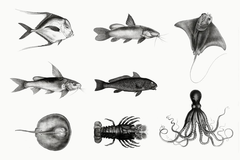 Marine life and fish species vintage illustration set
