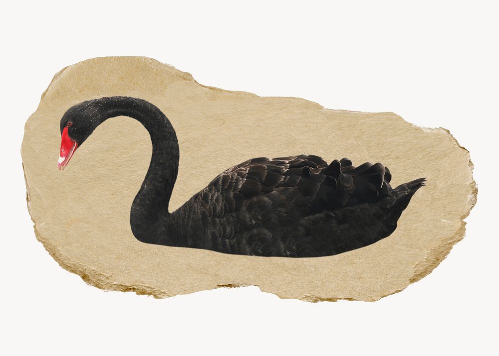 Black swan, ripped paper collage element