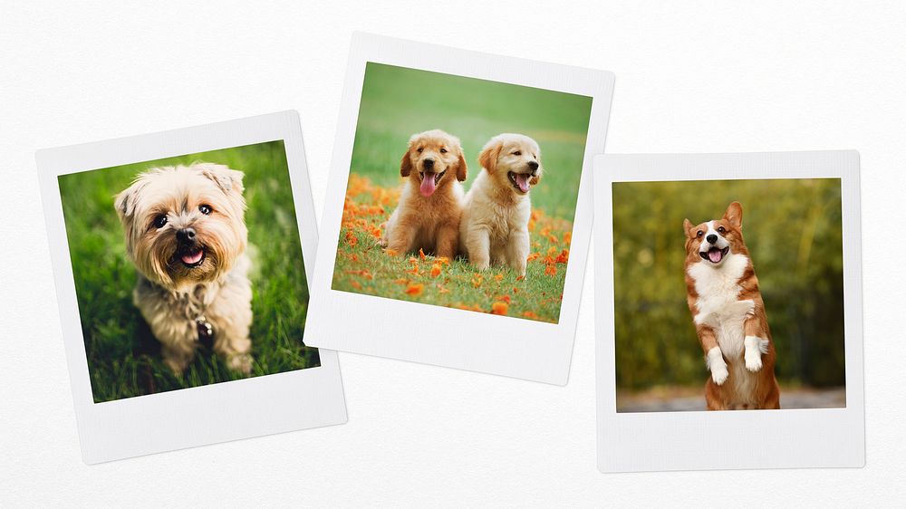 Cute puppies mood board, pet instant photos