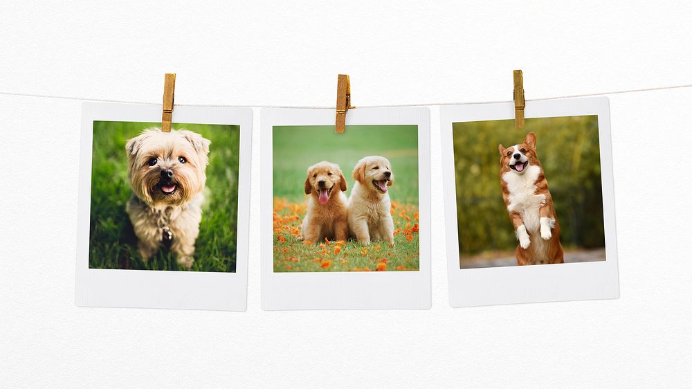 Cute puppies mood board, pet instant photos