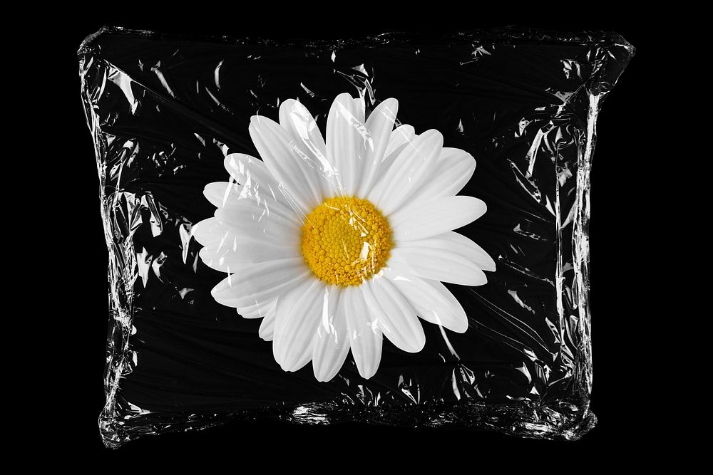 White daisy flower in plastic bag, Spring creative concept art