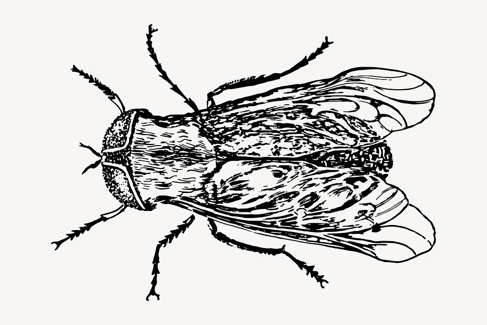 Fly, insect drawing, vintage illustration vector. Free public domain CC0 image.
