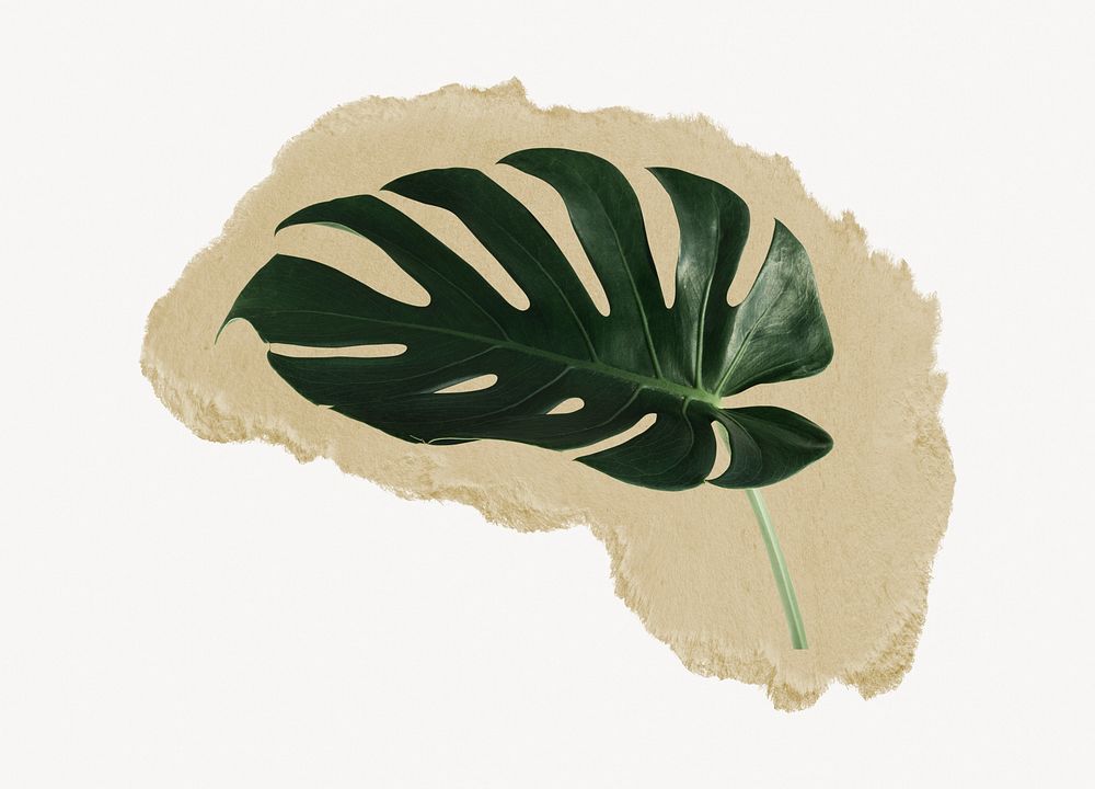 Monstera leaf, ripped paper collage element