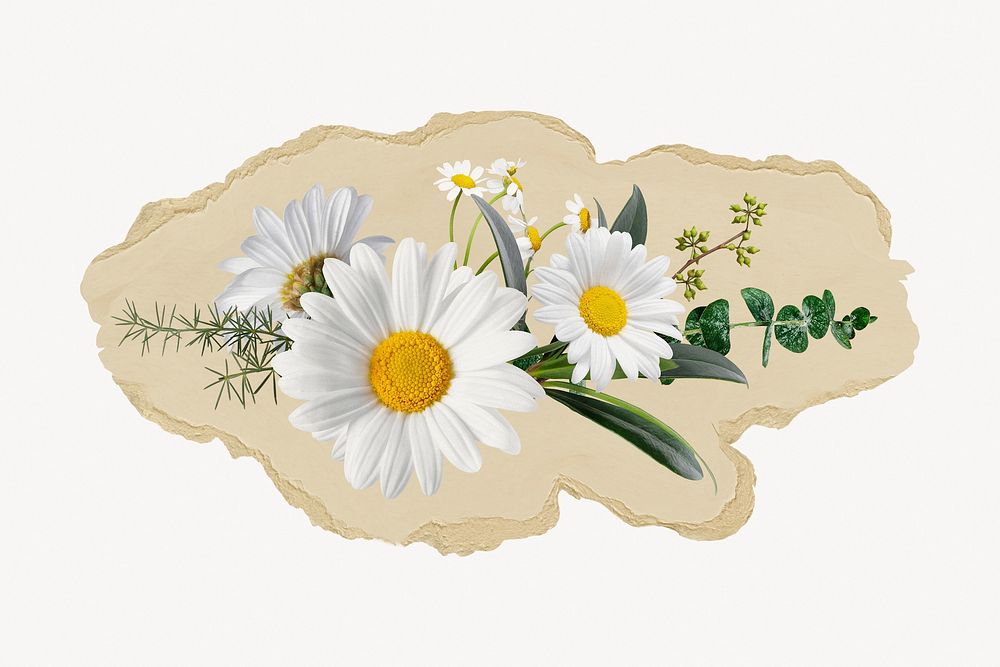 White daisy flowers, ripped paper collage element