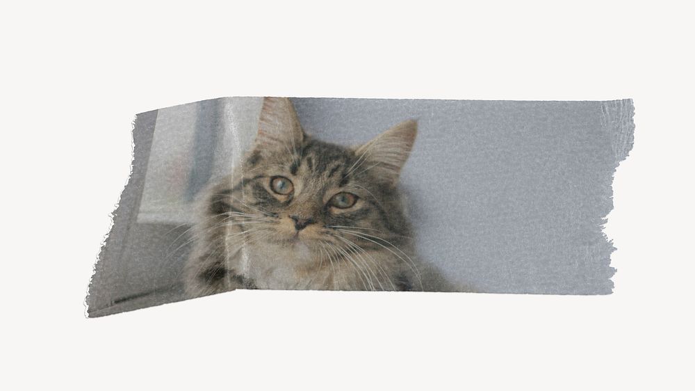 Cute cat washi tape design on white background