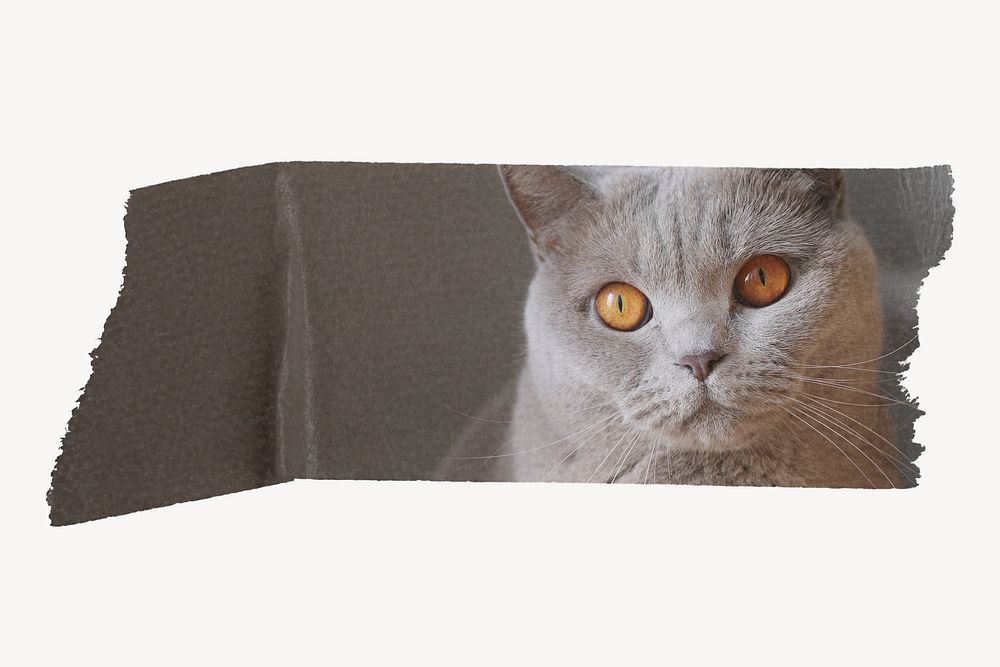 Cute cat washi tape design on white background