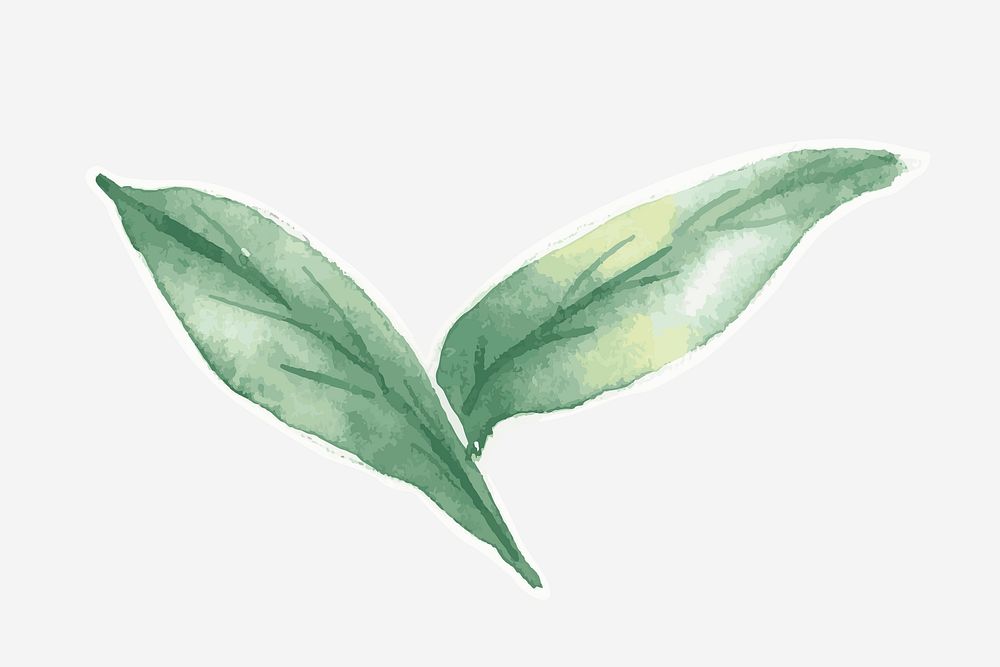 Green leaves botanical drawing graphic