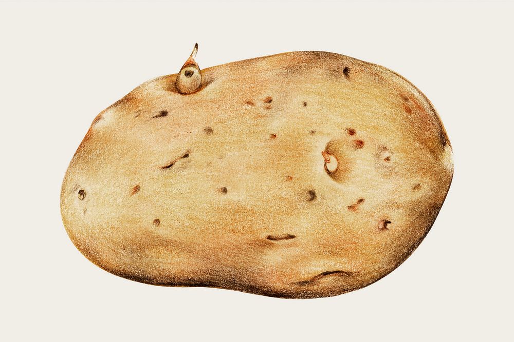 Fresh potato vintage vector hand-drawn