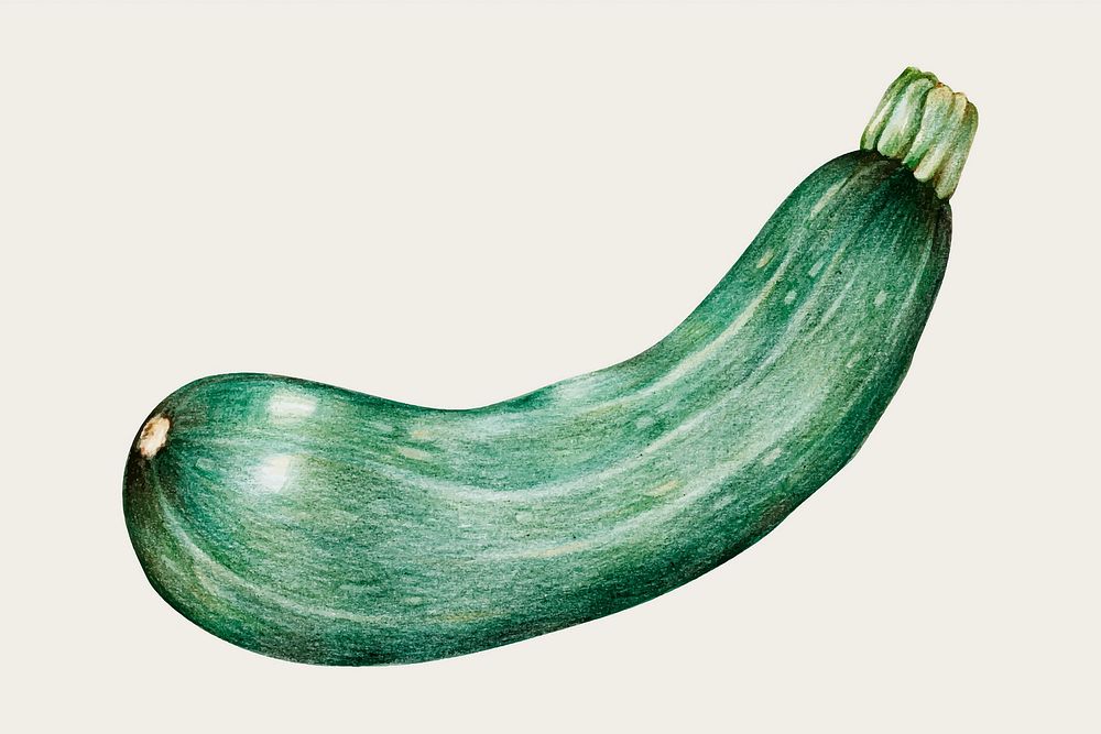Organic zucchini vintage vector hand-drawn