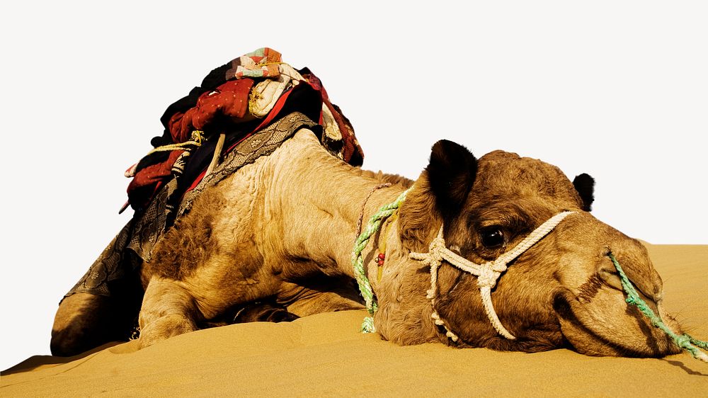 Camel animal border, animal photo on white background