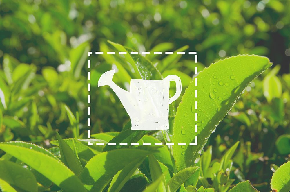 Watering Can Growth Green Tea Herb Bush Agriculture Concept