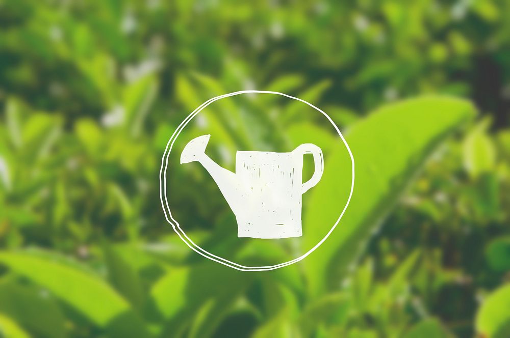 Watering Can Growth Green Tea Herb Bush Agriculture Concept