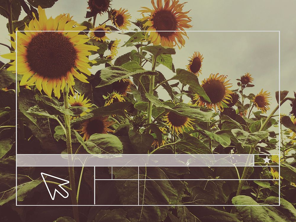 Sunflower Website Layout Blank Banner