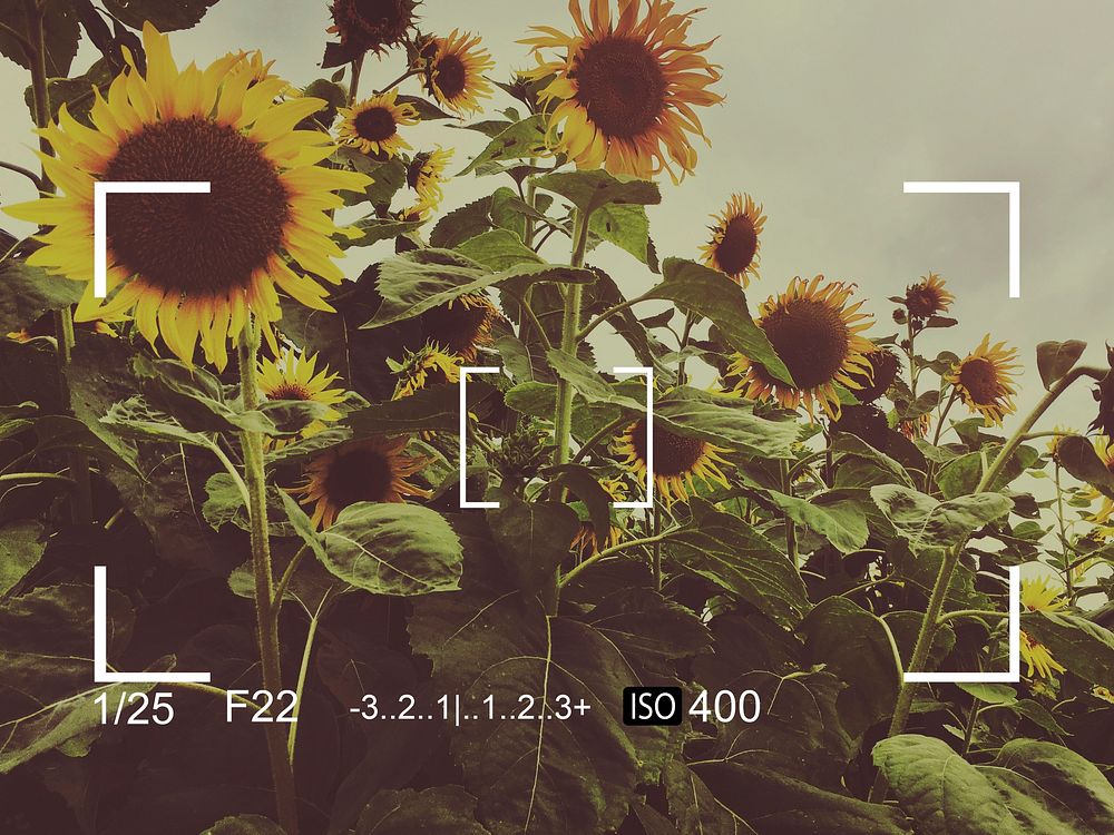 Camera Capture Sunflower Snap Shot Banner