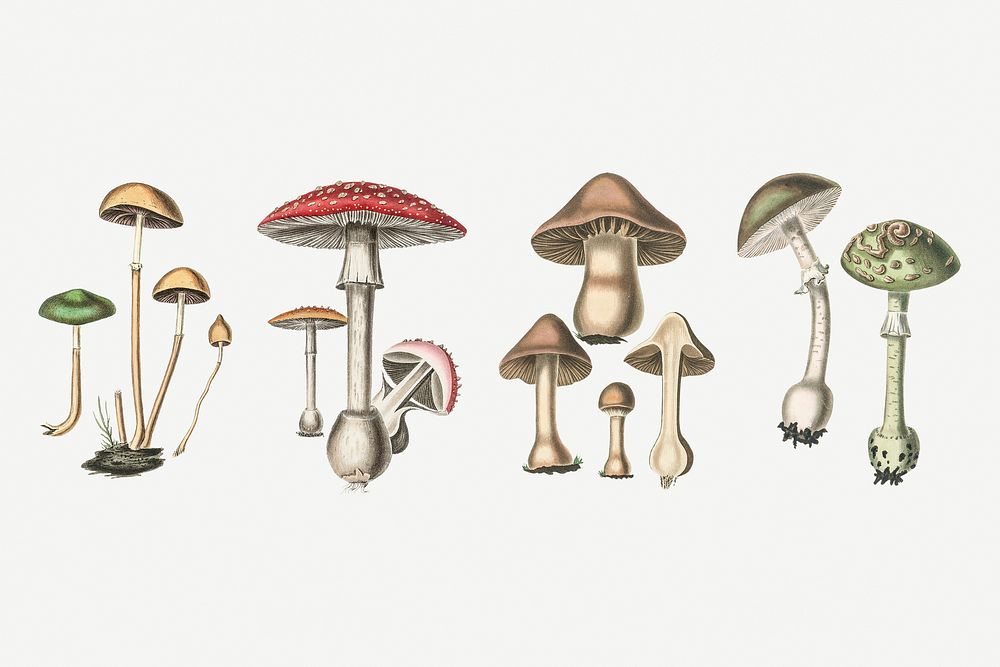 Botanical fungus set vintage illustration