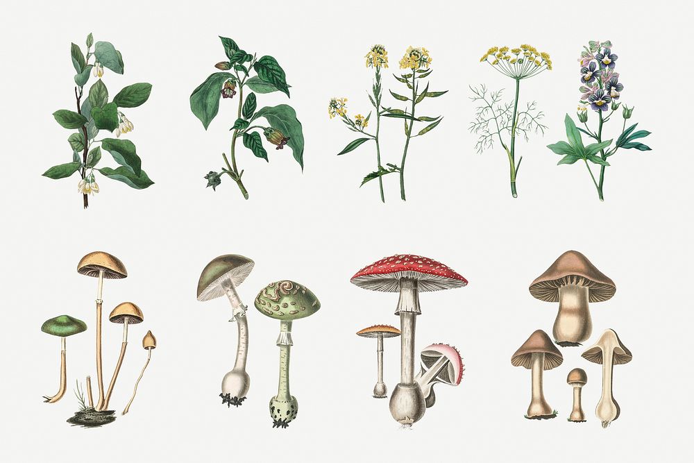 Vintage botanical plant and fungus illustration