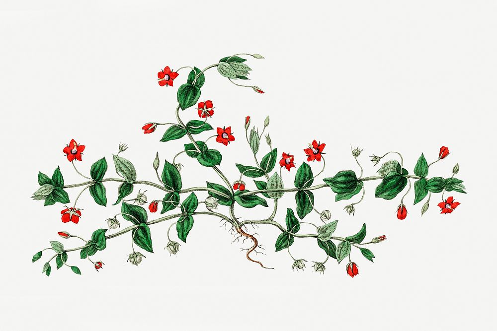 Medical botanical scarlet pimpernel plant illustration