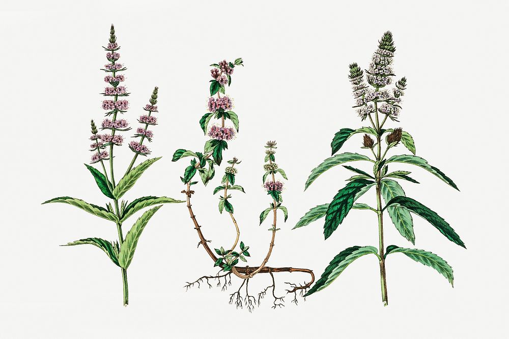 Botanical pennyroyal vintage plant illustration