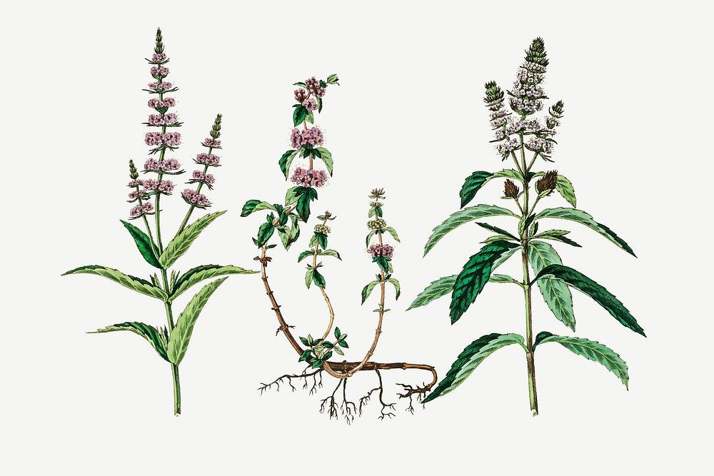 Vector botanical pennyroyal plant illustrations