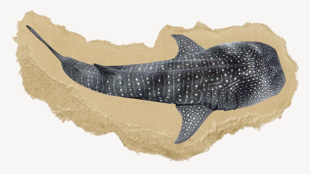 Whale shark, ripped paper collage element