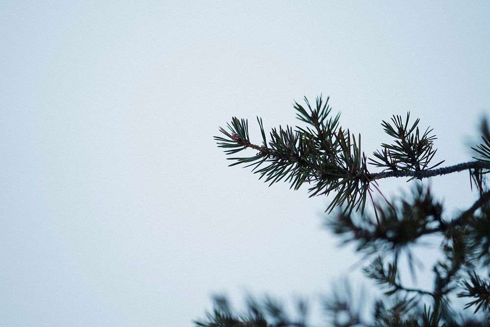 Green pine leaves during winter
