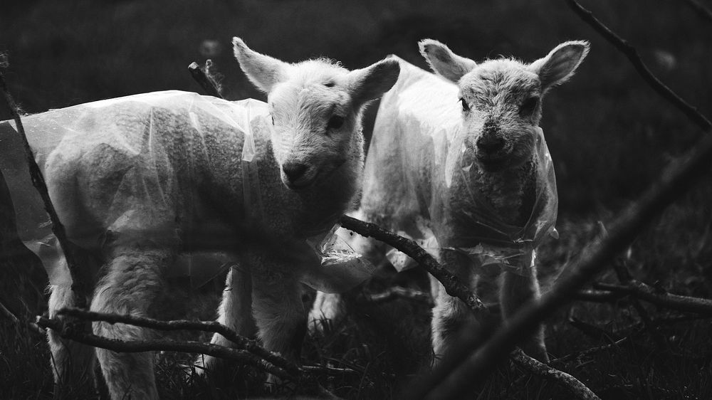 Herdwick lambs at Lake District in Scotland