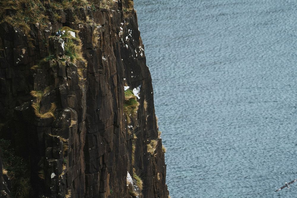 Seagulls at a steep rocky cliff on the Isle of Skye in Scotland