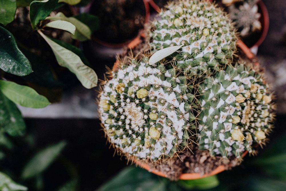 Close up of a cactus in a desert