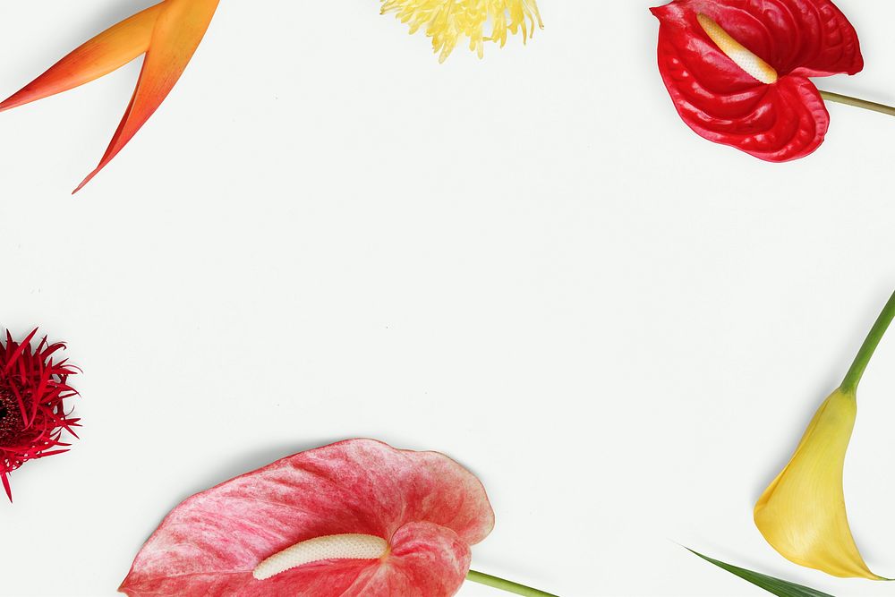 Colorful tropical flowers frame on a white background