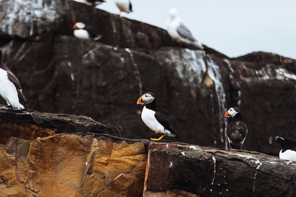 Closeup of a flock of seabirds on a rocky shore of the Farne Islands in Northumberland, England