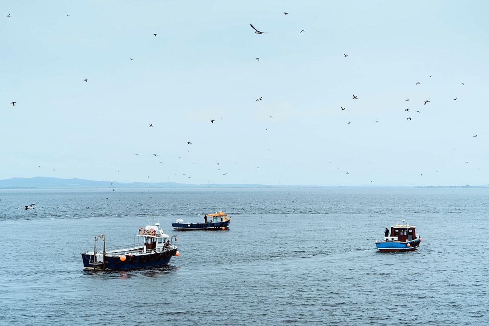 Seabirds flying over fishing boats in the sea