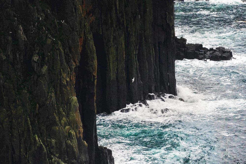 Gannet flying near the cliff at Isle of Skye, Scotland