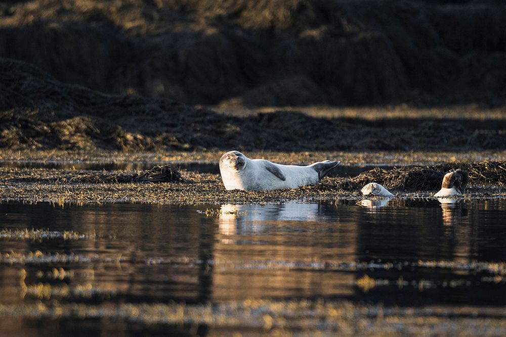 Cute seal on Snaefellsnes Peninsula, Iceland