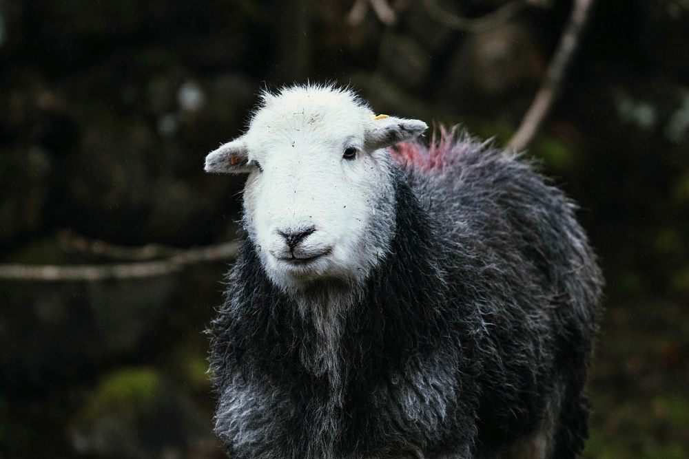 Herdwick sheep in the field at a farm