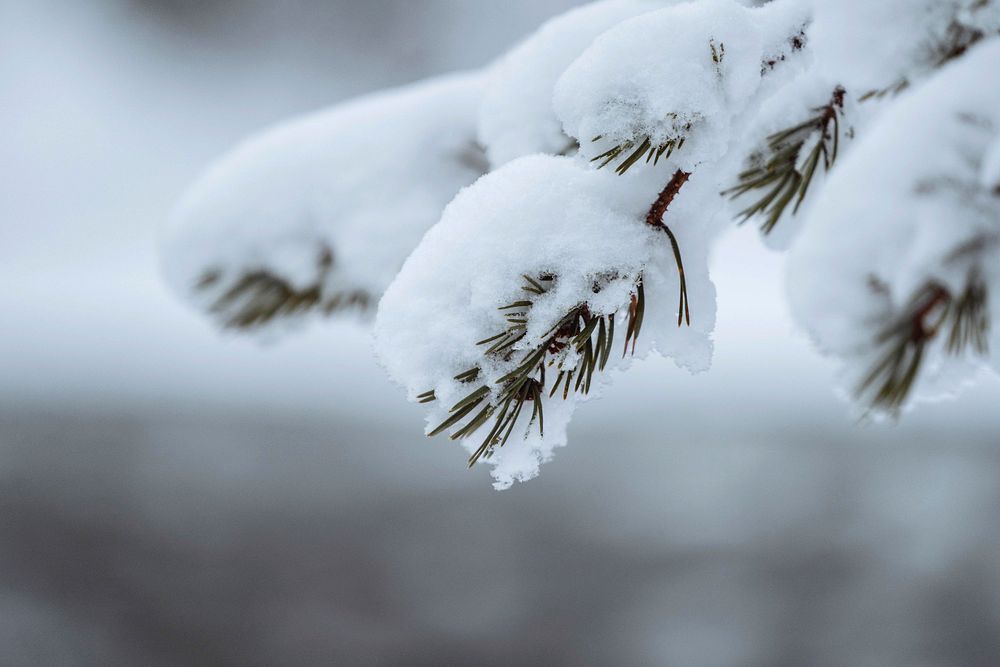 Close up of snowy trees in Riisitunturi National Park, Finland