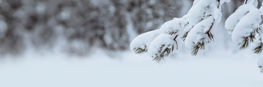 Close up of snowy trees in Riisitunturi National Park, Finland