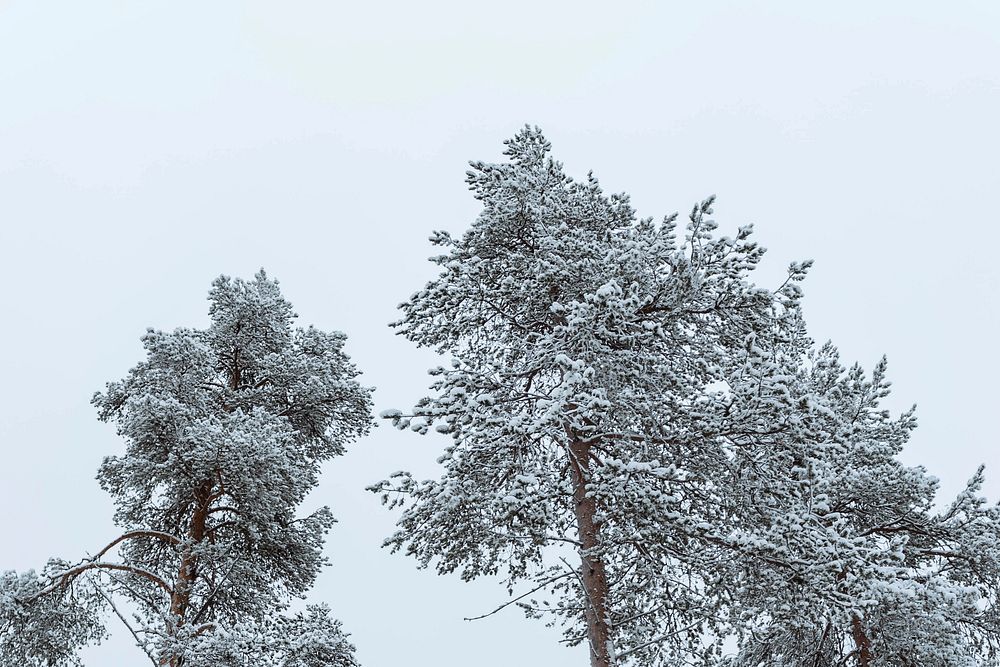 Scenic pine forest covered with snow at Oulanka National Park, Finland