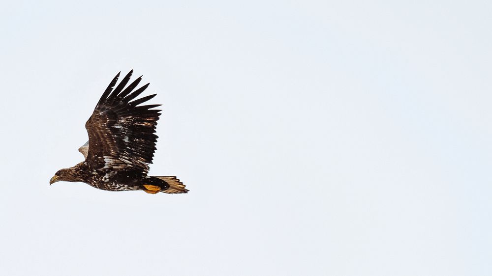 White tailed eagle in flight over Lofoten island, Norway