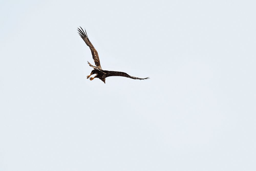 White tailed eagle in flight over Lofoten island, Norway